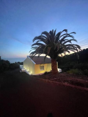 Palm Tree House